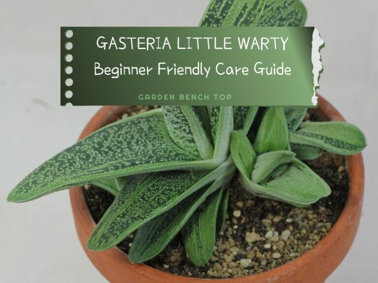 Gasteria Little Warty Care Guide