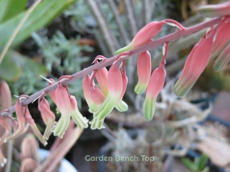 Gasteria Little Warty Flowers