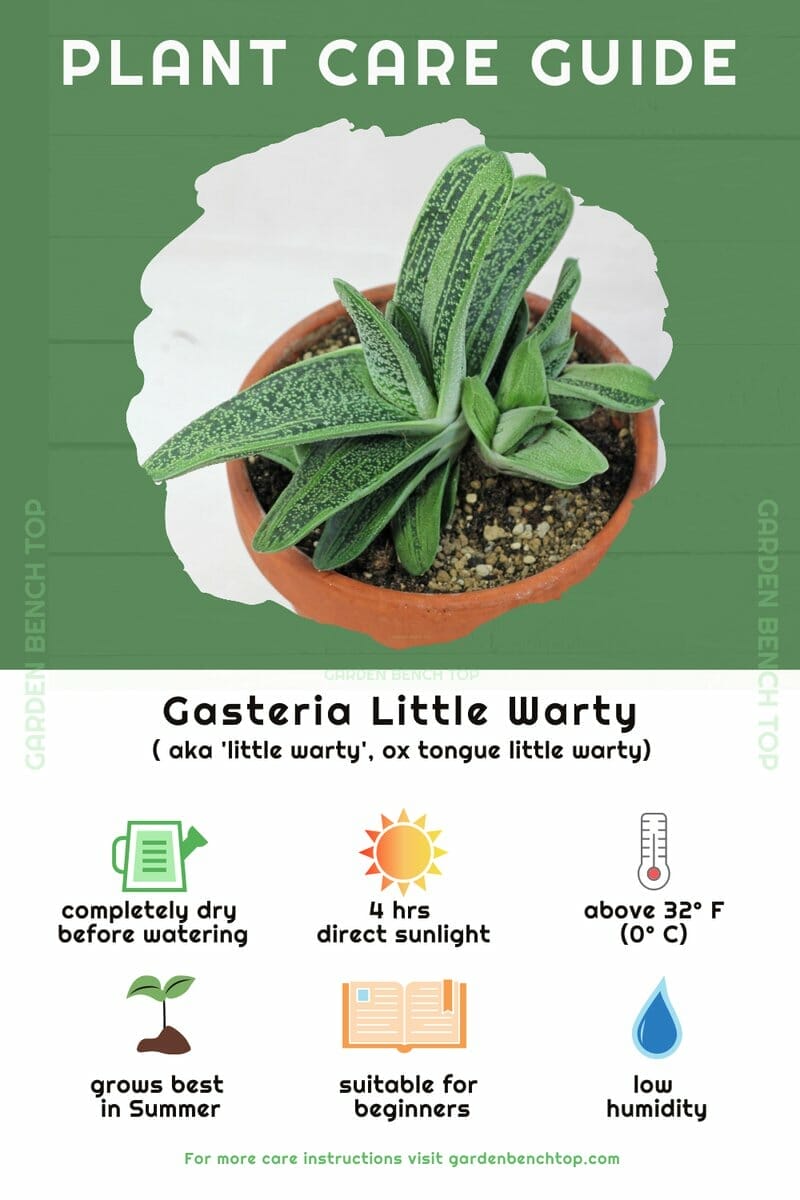 Draft | en - Gasteria Little Warty Quick ReferenceCare Guide