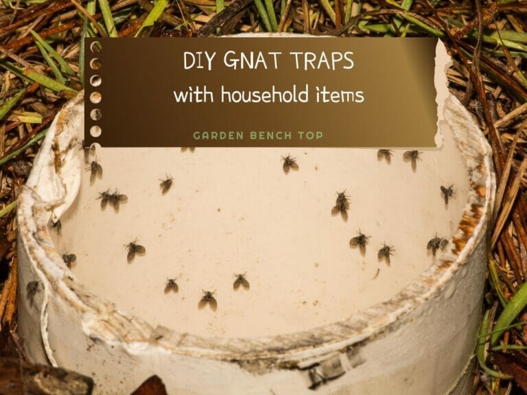 How to Get Rid of Gnats with Household Items