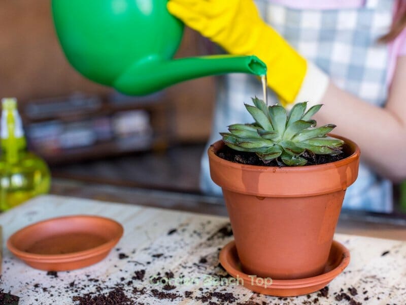 Good soil for succulents