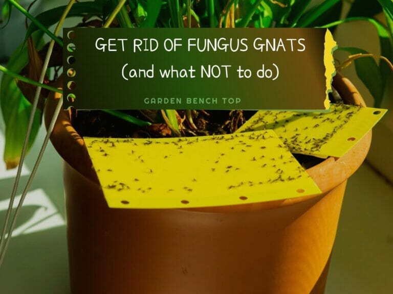 How to Get Rid of Fungus Gnats