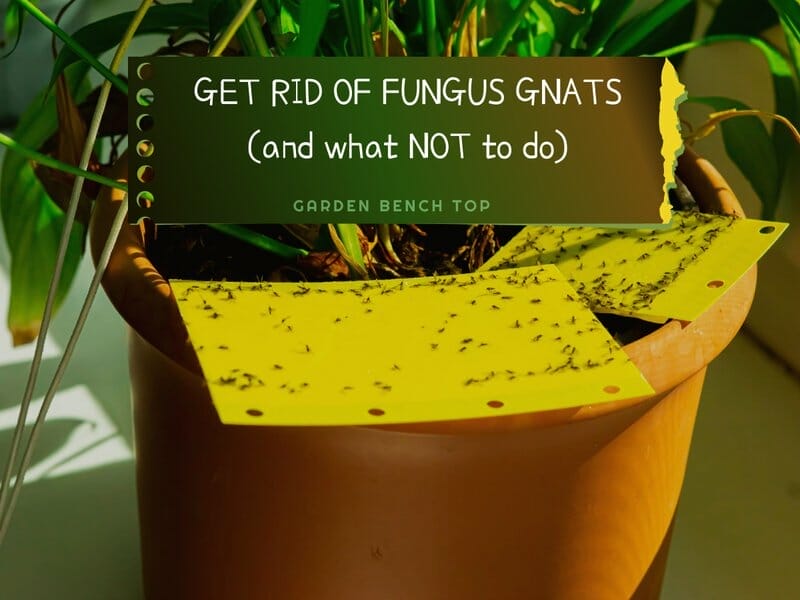 how to get rid of fungus gnats
