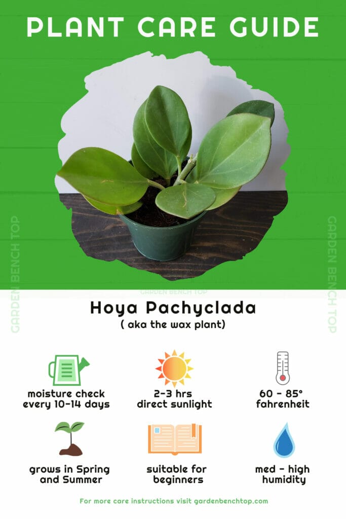 Hoya Pachyclada Quick Care Guide