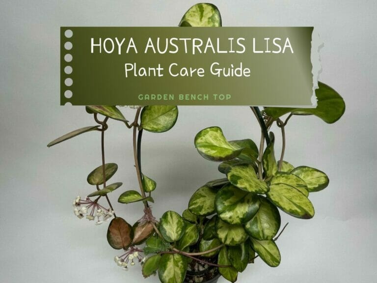 Hoya Australis Lisa