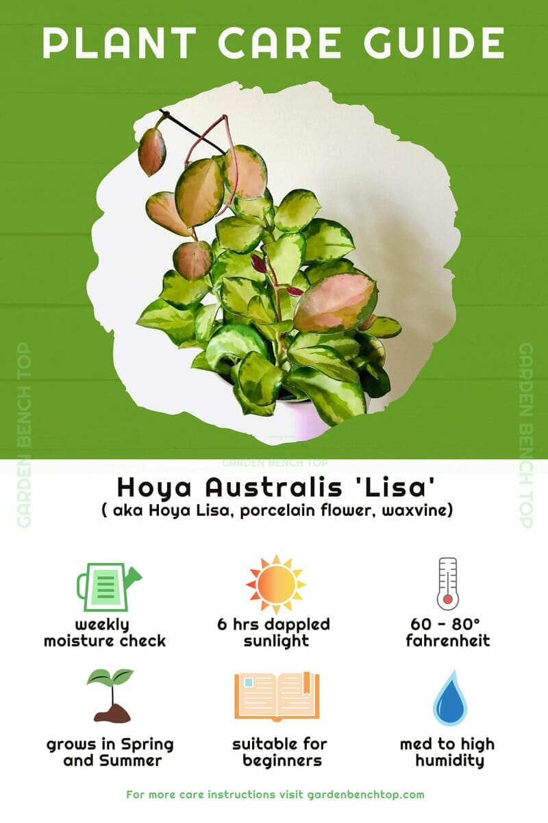 Hoya Australis Lisa Quick Care Guide