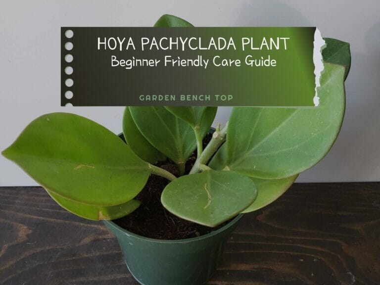 Hoya Pachyclada