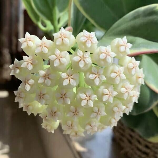 hoya pachyclada flower