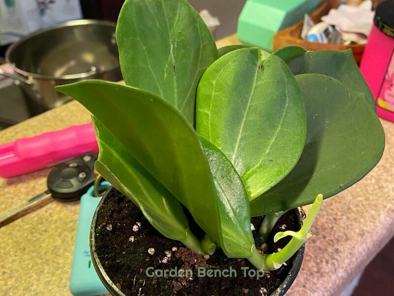 Hoya Pachyclada Propagation