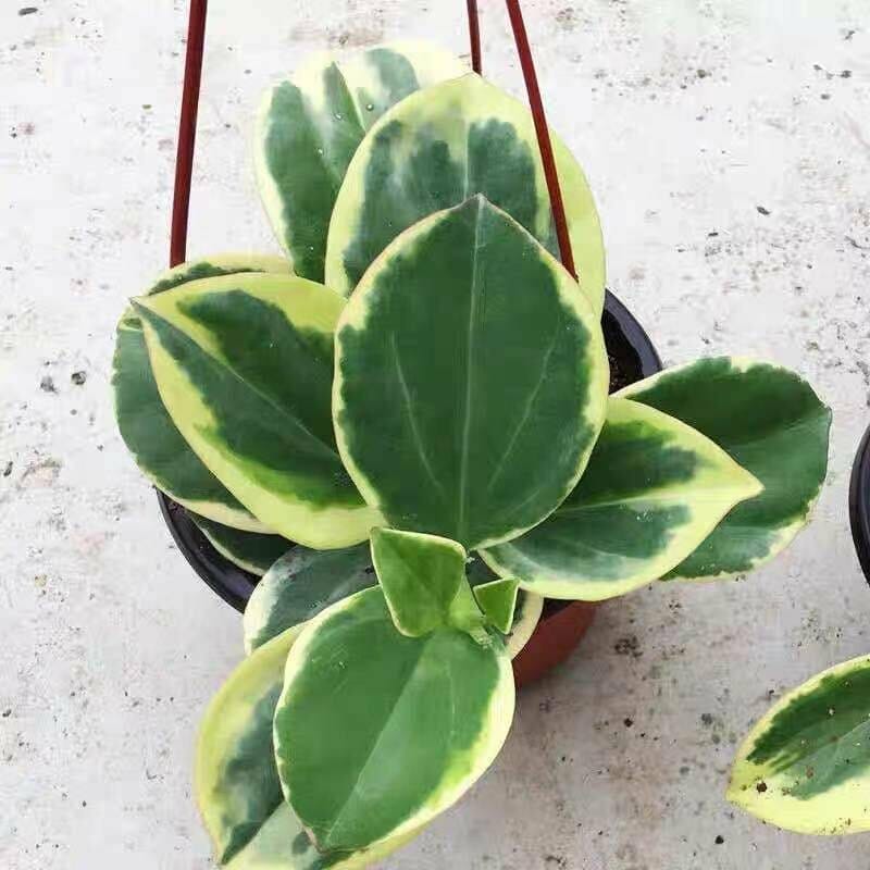 hoya pachyclada variegated