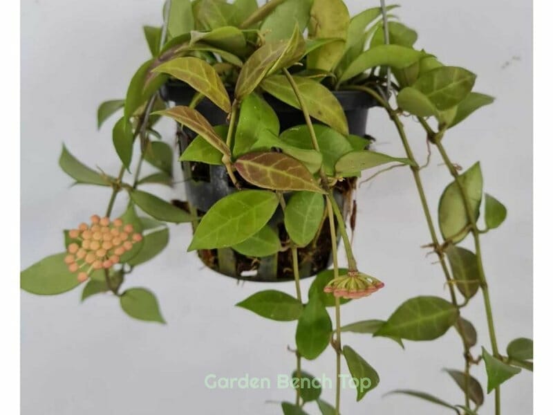 Hoya Rebecca Appearance