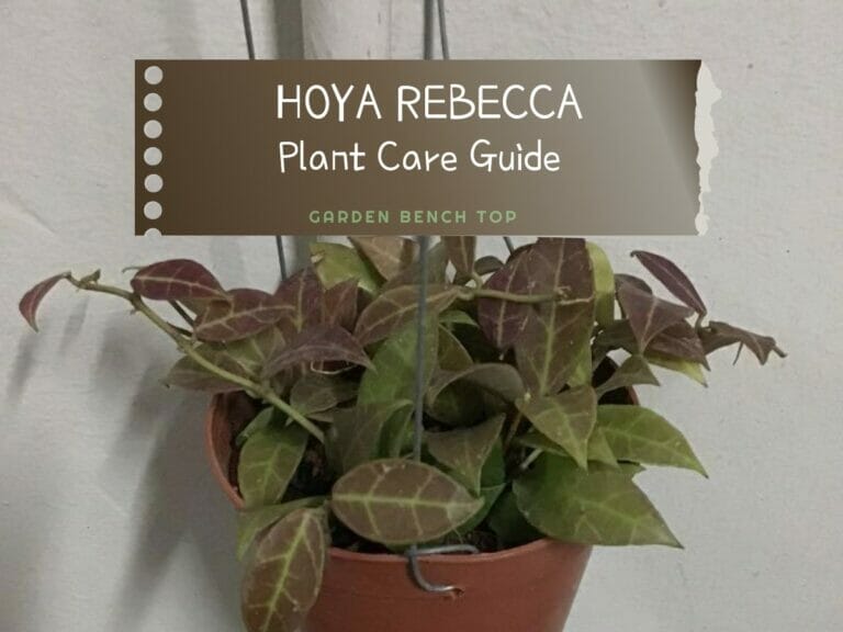 Hoya Rebecca