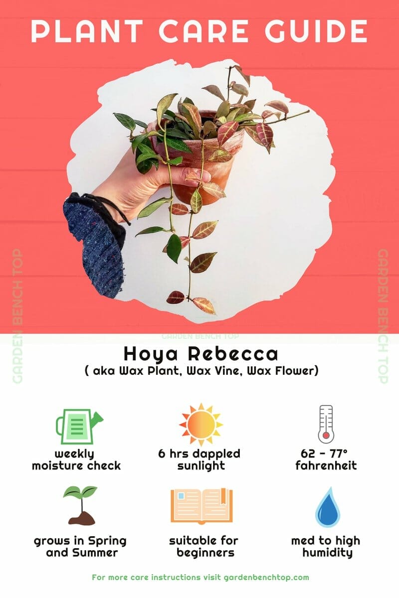 Hoya Rebecca Quick Care Guide