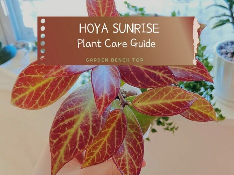 Hoya Sunrise Care Guide
