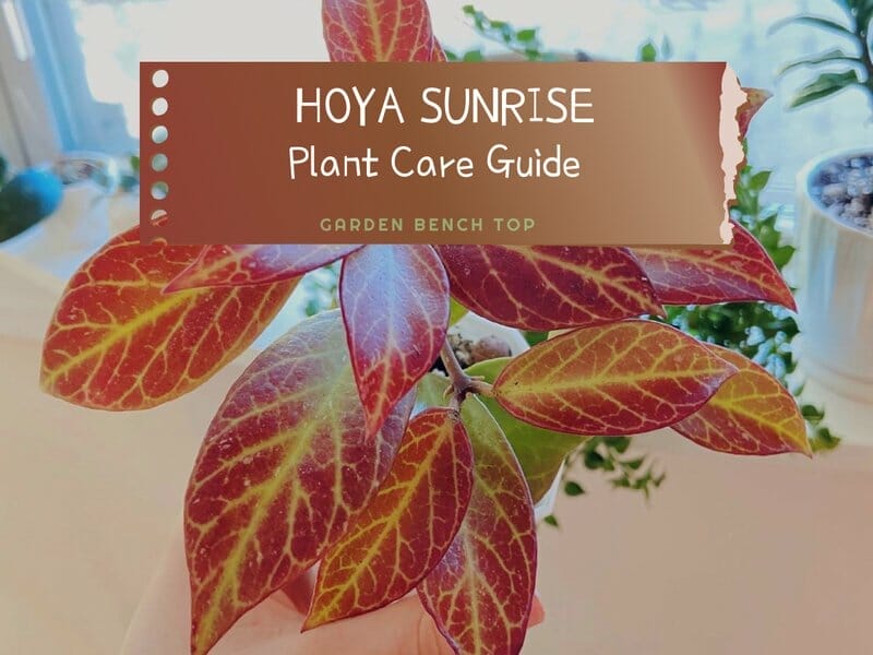 Hoya Sunrise