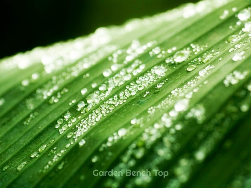Humidity and houseplants