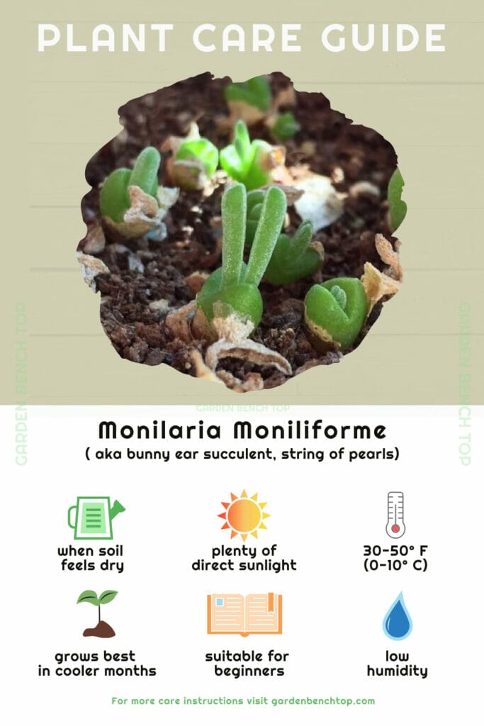 Monilaria Moniliforme Quick Care Guide