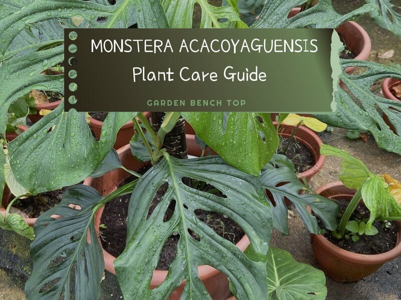 Monstera Acacoyaguensis Care Guide