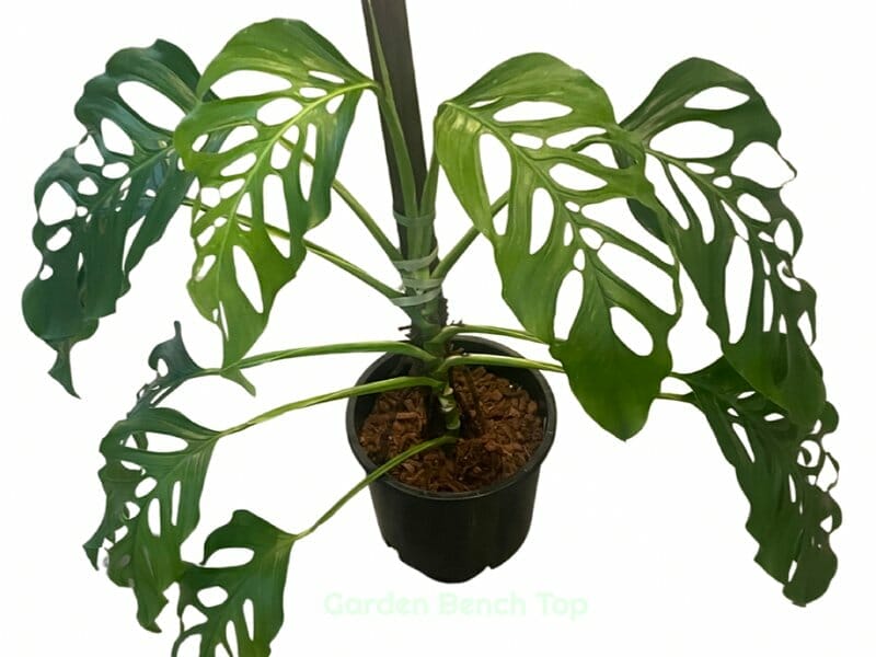 Monstera Acacoyaguensis Plant