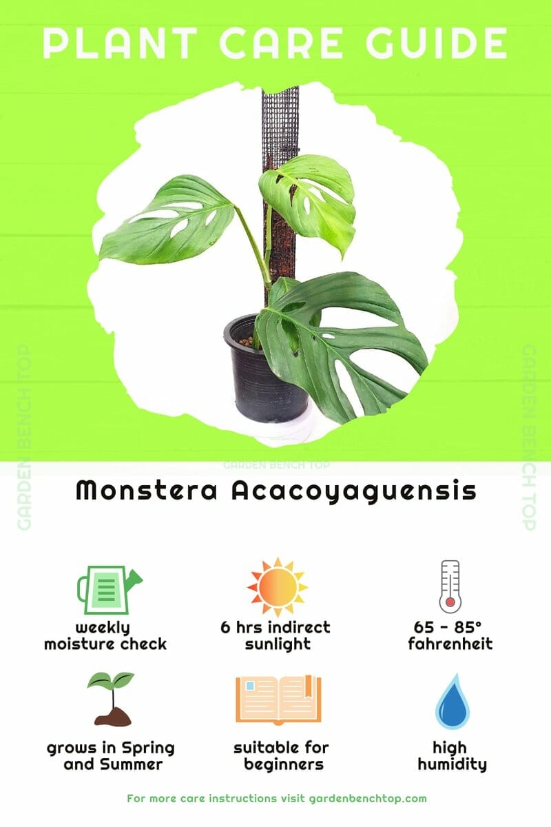 Monstera Acacoyaguensis quick care guide reference infographic
