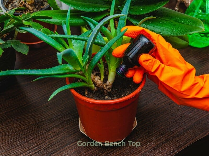 Neem Oil Drench