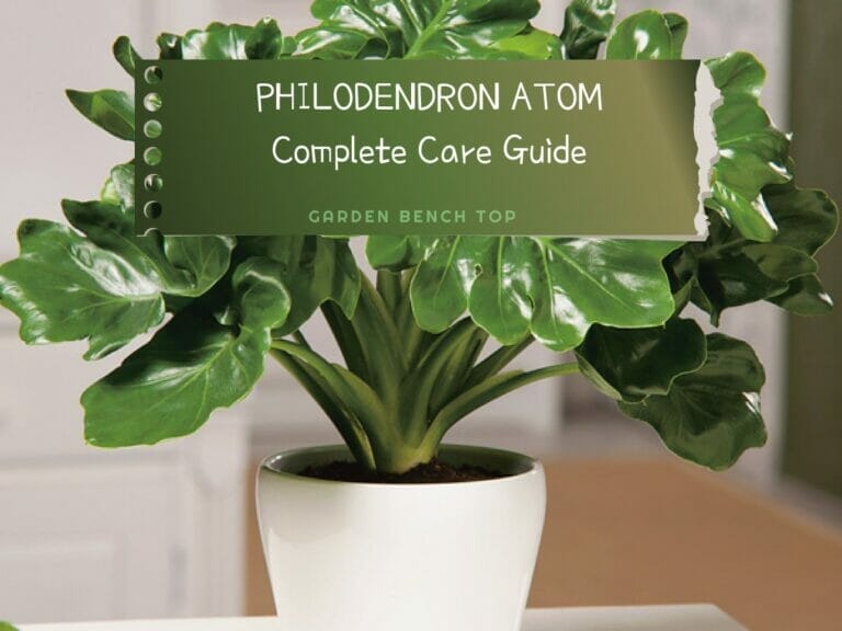 Philodendron Atom Care Guide