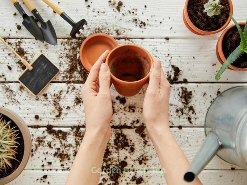 Propagating Little Warty