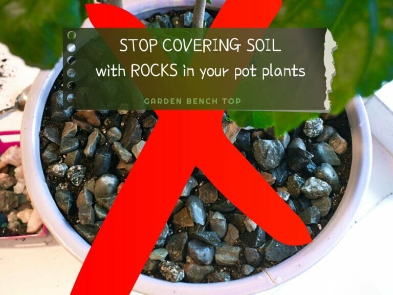 Putting Rocks on Top of Potted Plants