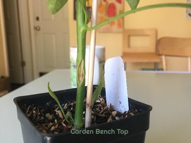 splint for how to fix a bent plant stem