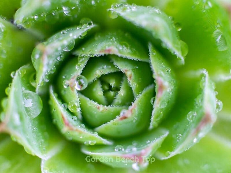 Succulents do not like humidity