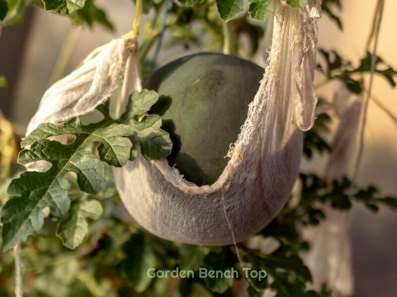 watermelon supported by hammock