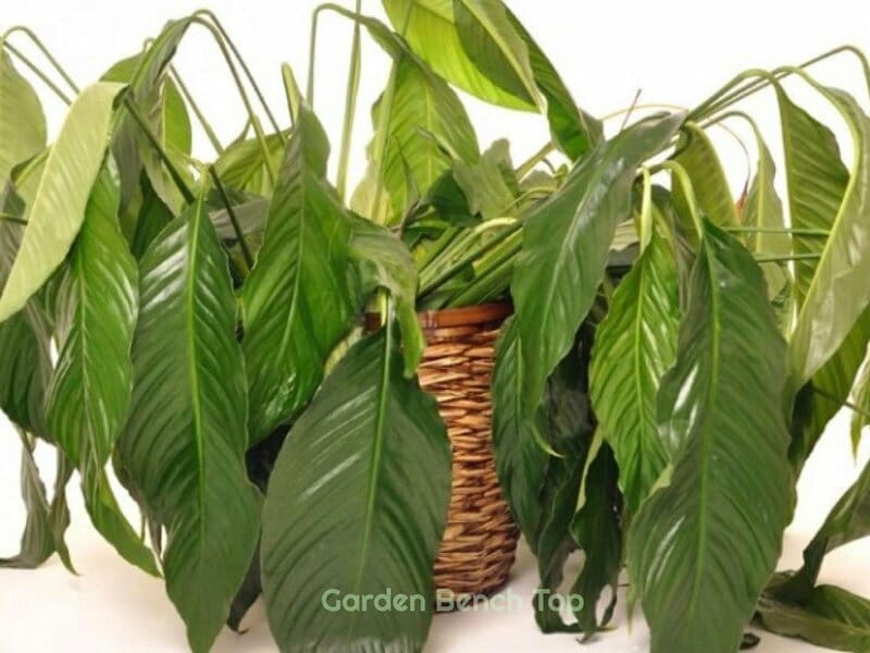 low humidity can harm plants