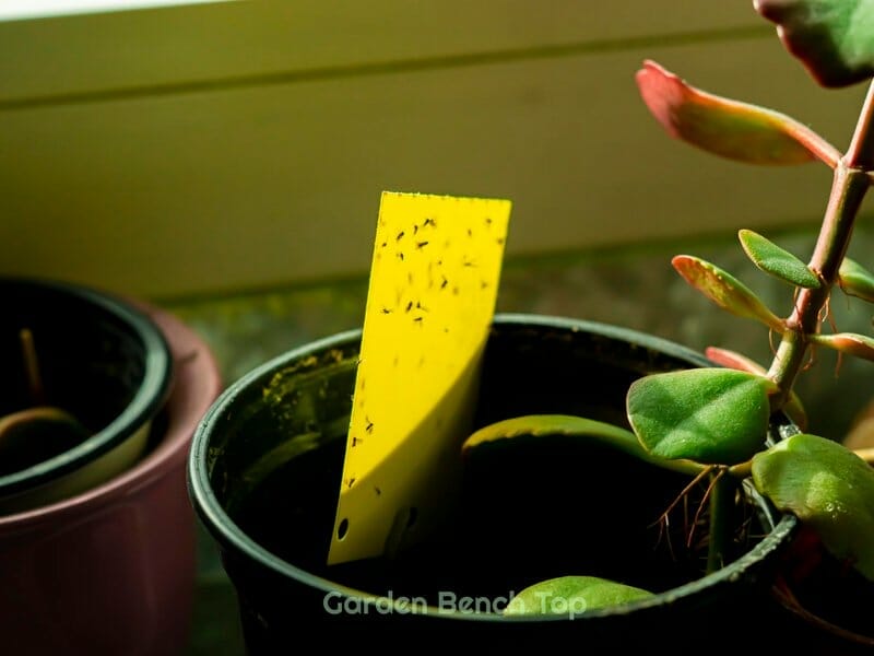 getting rid of adult fungus gnats