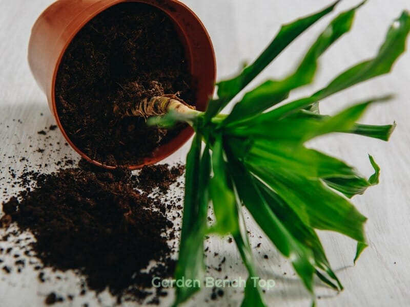 fallen planter