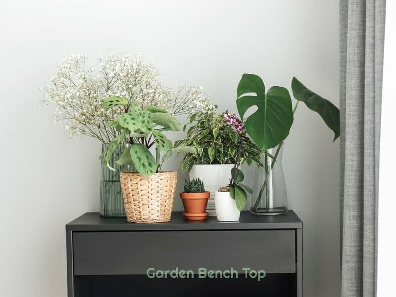group of indoor plants
