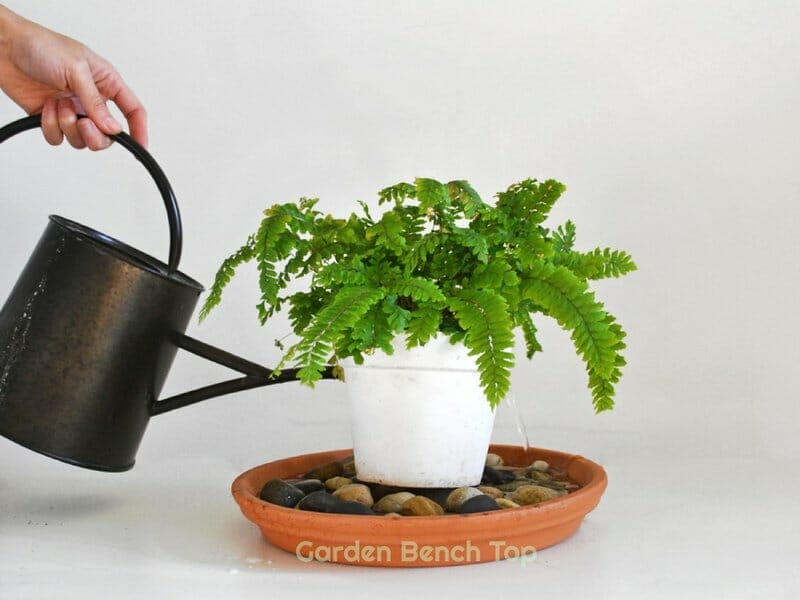 humidity tray for DIY humidifier for plants