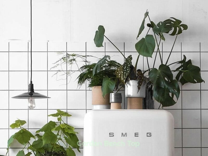 monstera on fridge