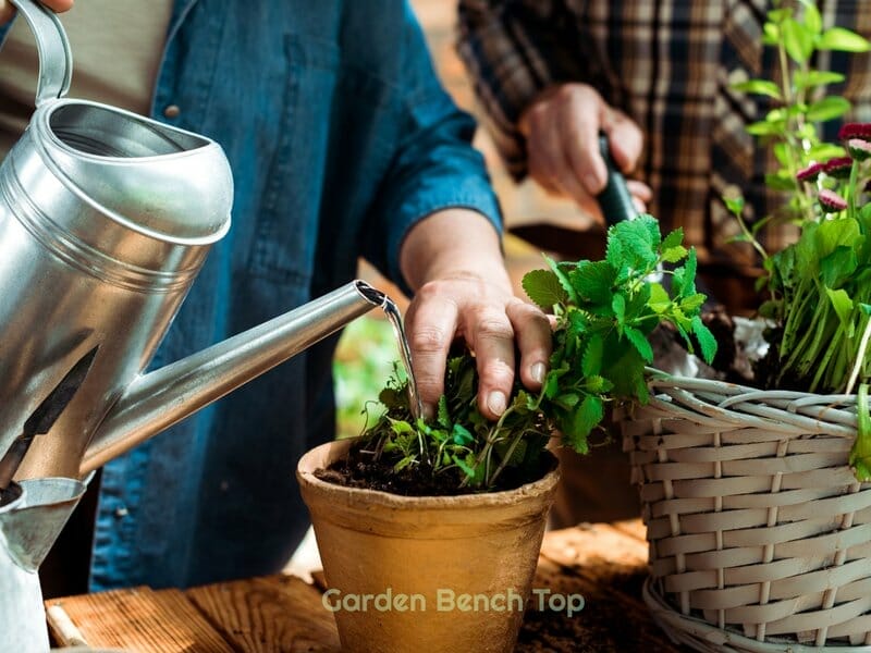 How to Get Rid of Fungus Gnats