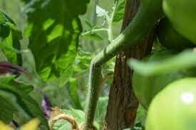 bent tomato plant