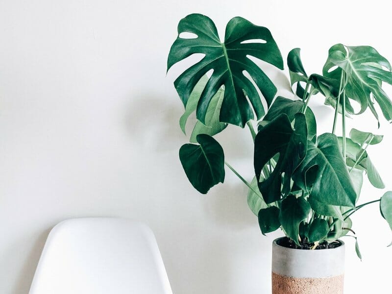 Monstera Acacoyaguensis