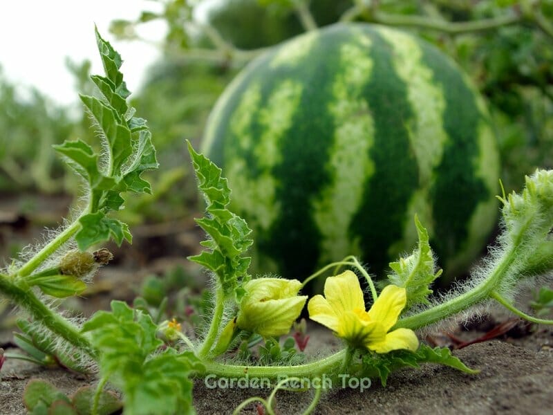 watermelon flower