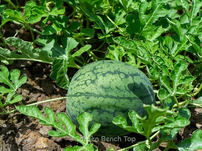 watermelon plant with fruit