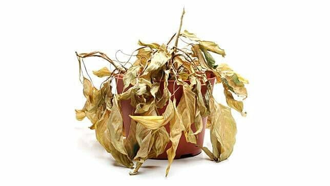 rocks retain heat and kill pot plants