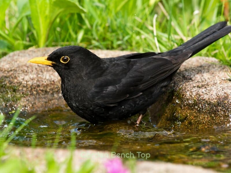 Are birds raiding your tomatoes