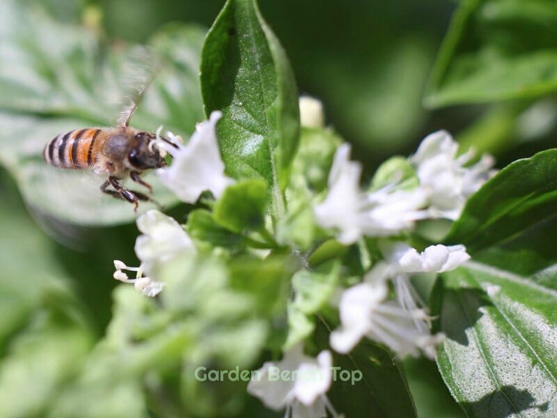 Basil Flowers Attract Bees