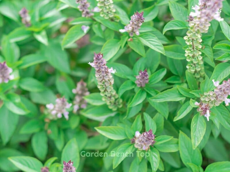 Basil Flowers Attract Bees