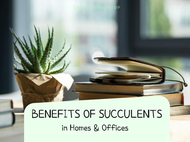 Benefits of Succulents