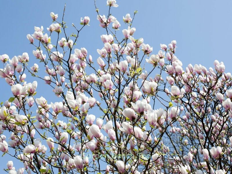 Blooming Magnolia Tree
