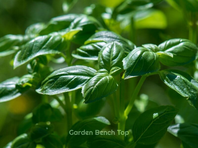 Constantly Prune Basil Plants