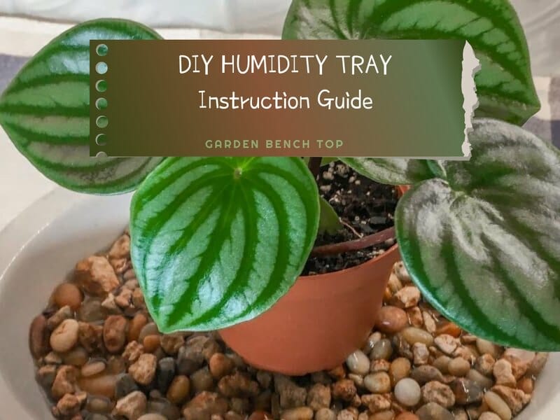 DIY Humidity Tray for Spider Plants